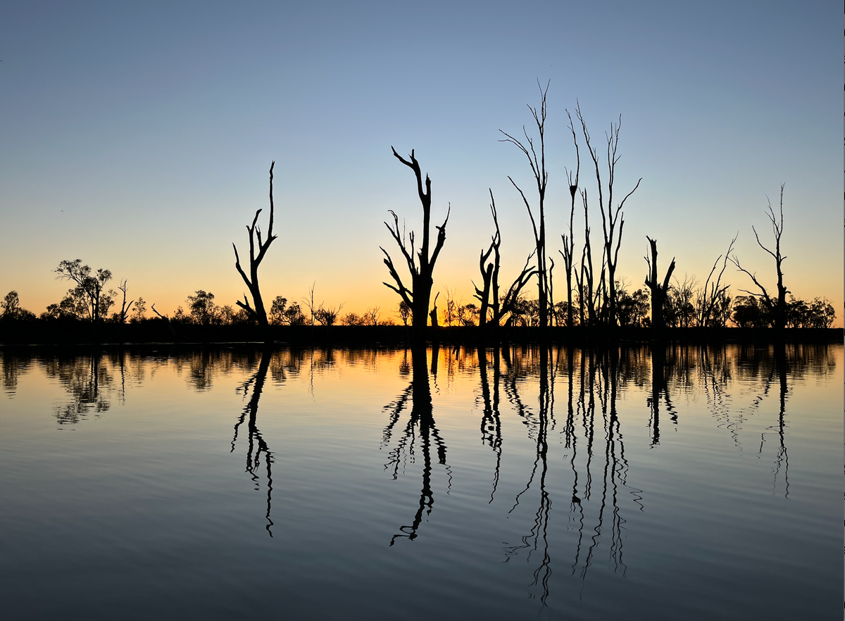 Stark lines of dead tree trunks up into a darkling sky, reflected in flat water, with a dark line along the shore