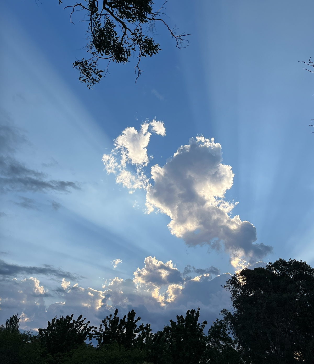 Rays of sunlight stream upwards past scattered clouds in a bluish sky, highlighting the silver linings. A small leafy branch peeks in at the top, and dark trees frame the bottom.