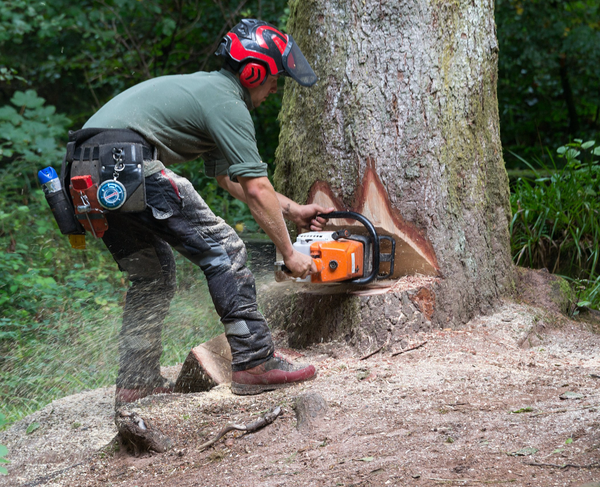 A lumberjack in a red helmet uses an orange chainsaw to cut a large wedge near the bottom of a large tree in front of thick undergrowth. Sawdust spews behind him.