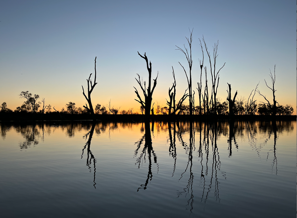 Stark lines of dead tree trunks up into a darkling sky, reflected in flat water, with a dark line along the shore
