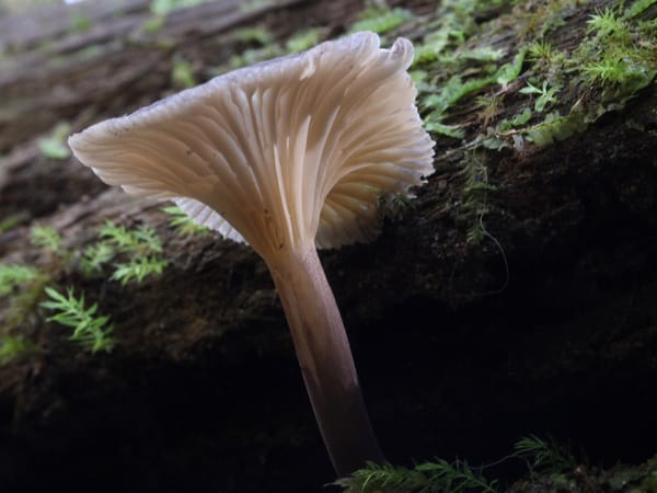 A grey mushroom, seen from below in close up, growing on a decomposing piece of wood